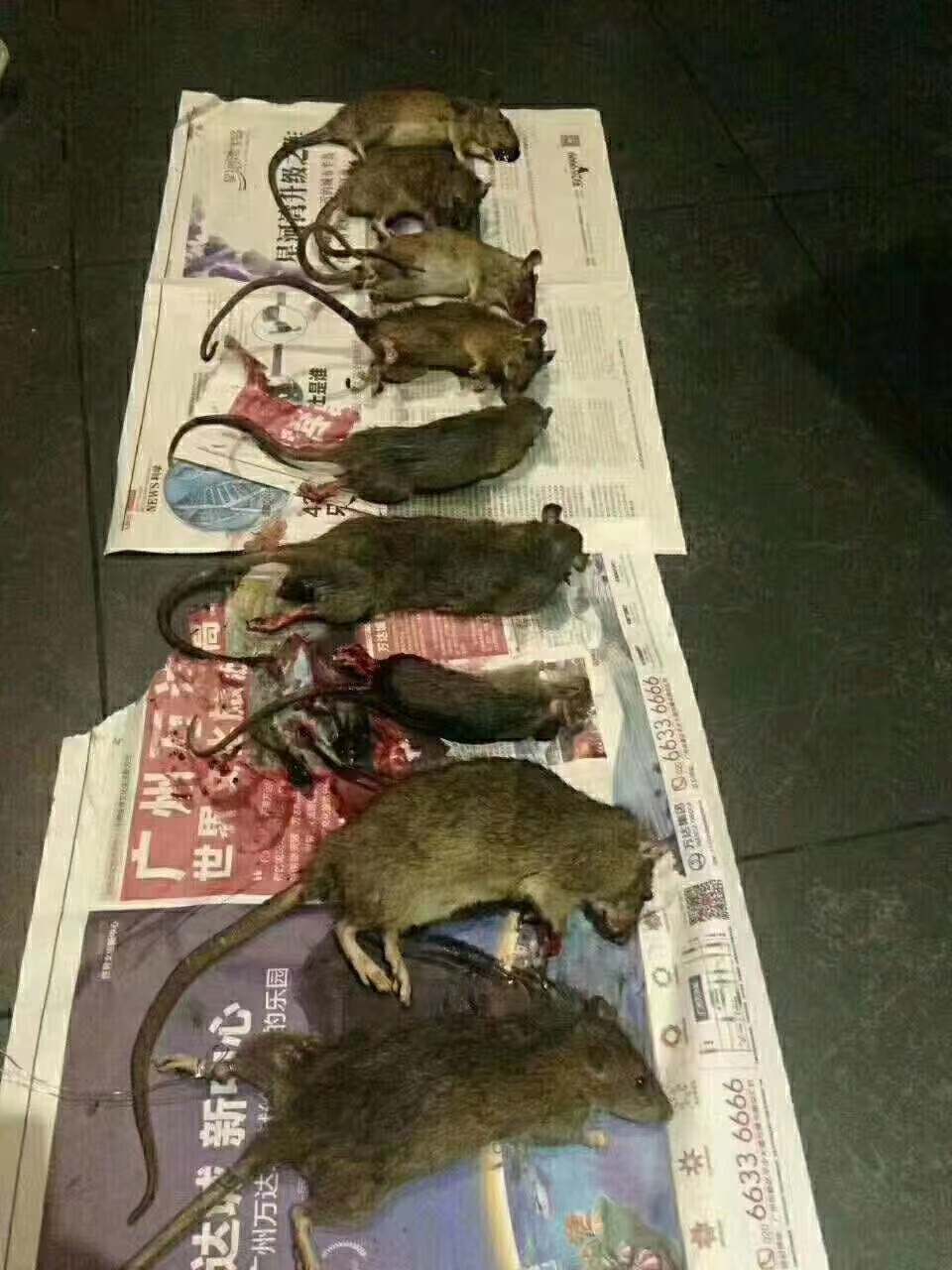 中山寫字樓辦公室怎么滅鼠？