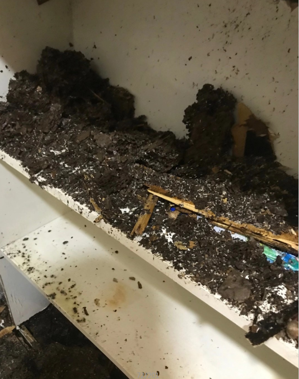 關于廣東省中山市白蟻防治技術及藥物效果的