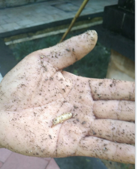 臺灣乳白蟻對中山人們的衣、食、住、行的危