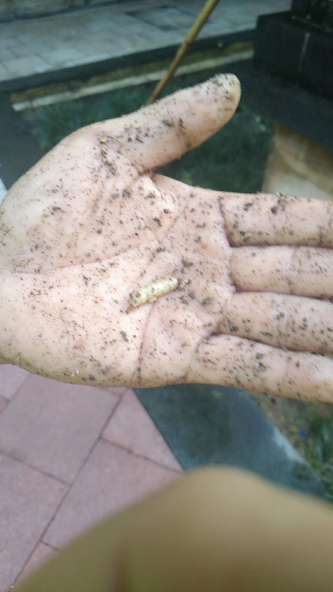 中山市發現白蟻正確家里白蟻的處理辦法