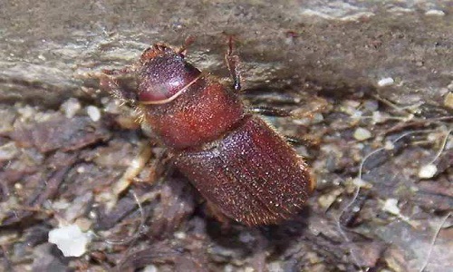 中山蛀蟲與臺灣乳白蟻的區別