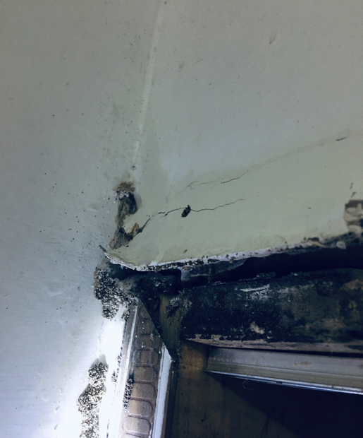 中山白蟻飛揚和驚慌，這三種方法中山白蟻防