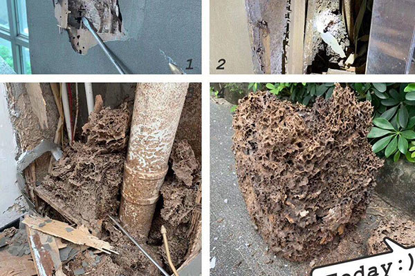 火炬開(kāi)發(fā)區(qū)提供蟲害治理公司