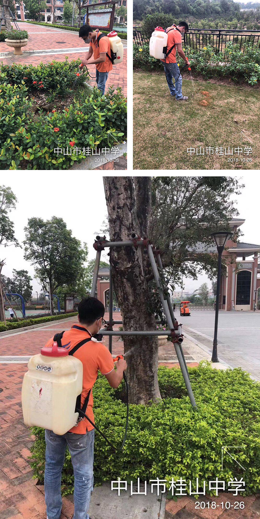 1576648981137784.jpg 紅火蟻.jpg