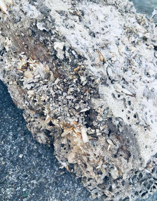 中山白蟻危害以及白蟻預防措施