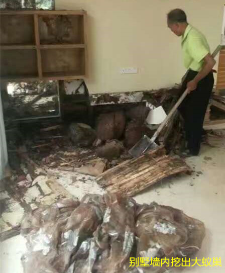 中山白蟻危害的廣泛性 怎樣預防白蟻