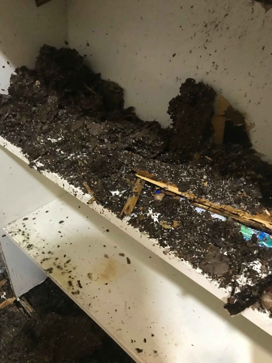 這兩天在中山市飛進家里的就是白蟻，請預防