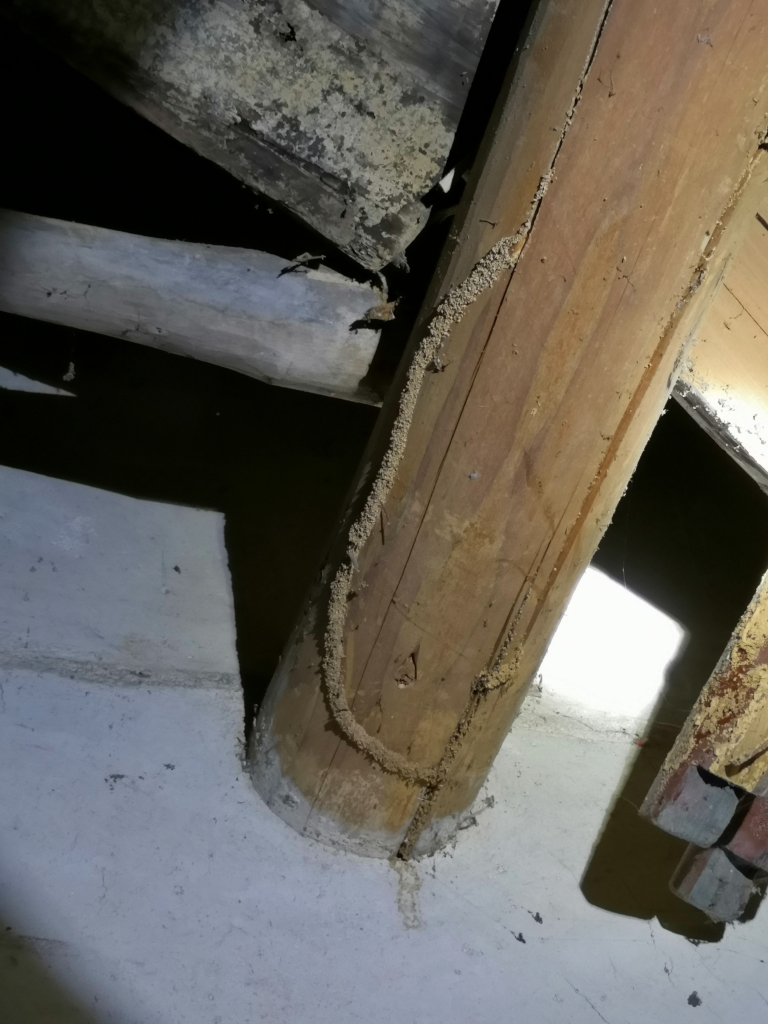 又到白蟻分飛季，房屋安全很揪心！如何預防話你知