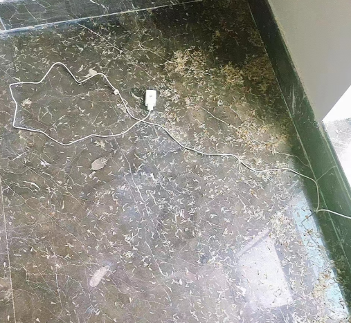 中山白蟻“大軍”來(lái)襲！居民防治要做些什么