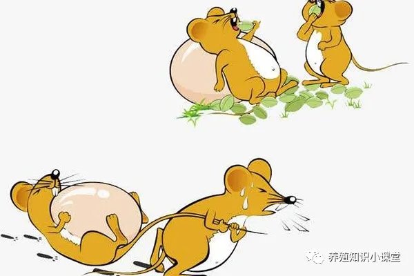 長沙酒店滅老鼠聯系方式