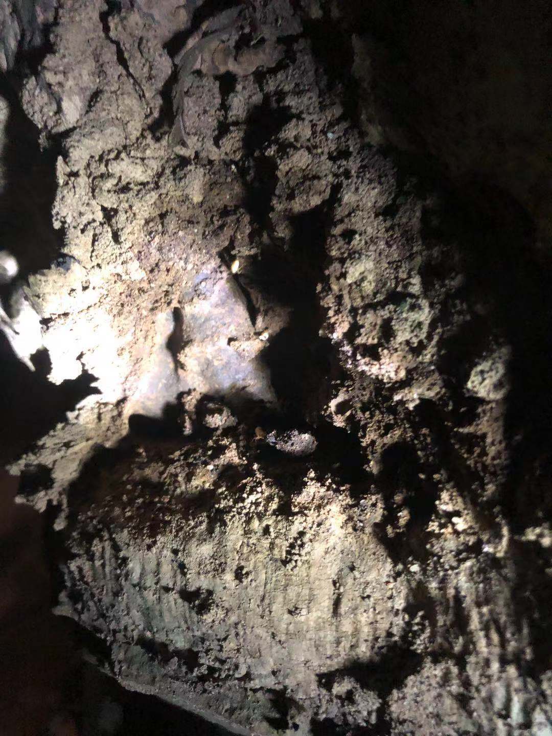 板芙鎮殺蟲滅鼠 坦洲白蟻防治持證上崗 快