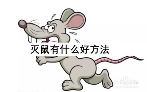 韶關抓老鼠家庭滅鼠-商場滅鼠-公司滅鼠-大型辦公樓滅鼠