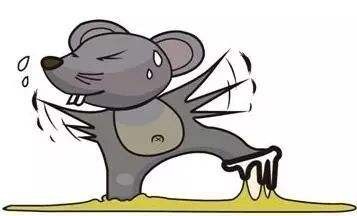 韶關抓老鼠家庭滅鼠-商場滅鼠-公司滅鼠-大型辦公樓滅鼠