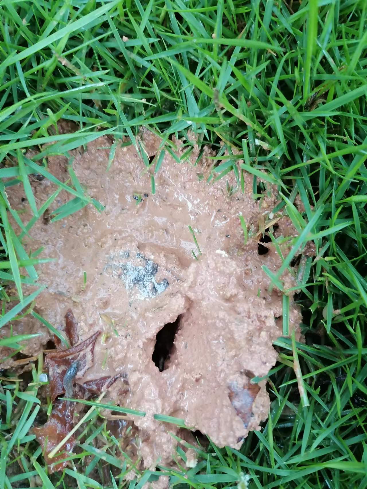 黃圃鎮白蟻防治 黃圃鎮消殺除四害 黃圃鎮