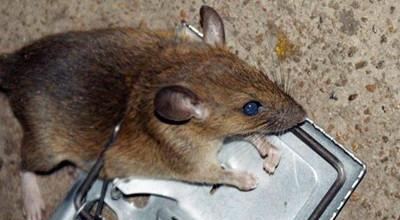 南頭鎮白蟻防治 南頭鎮消殺除四害 南頭鎮