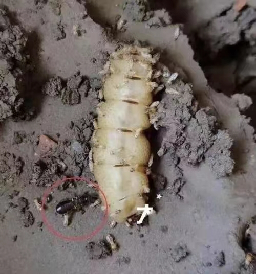 東鳳鎮白蟻防治 東鳳鎮消殺除四害 東鳳鎮