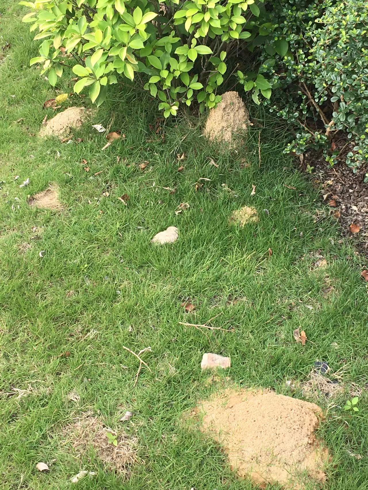 中山滅鼠 中山白蟻防冶,坦洲滅老鼠滅蟑螂