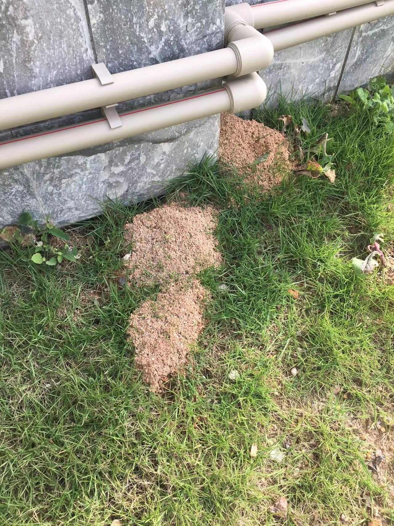 中山紅火蟻防治方案