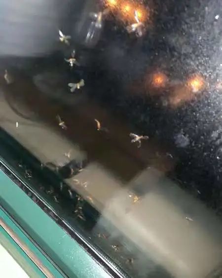 中山多地出現大量白蟻,中山白蟻防治中心緊