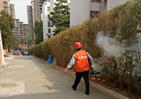 坦洲專業白蟻防治公司