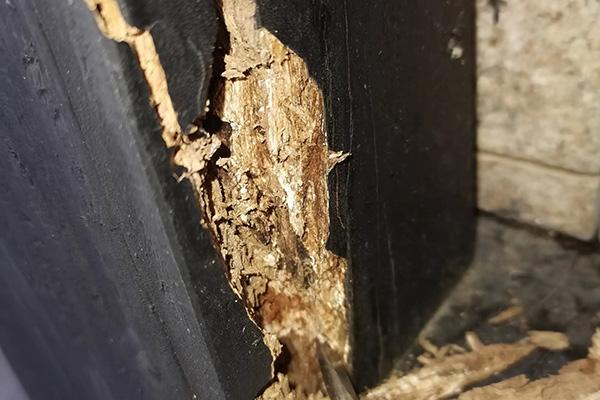 中山白蟻防治方法 中山白蟻預防 中山滅殺白蟻 中山白蟻防治方法 中山白蟻預防 中山滅殺白蟻