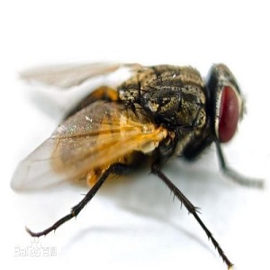 除四害(圖6) 除四害(圖6)